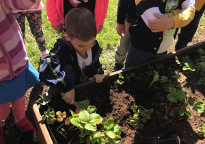 Dzieci sadzą sadzonki owocowe1